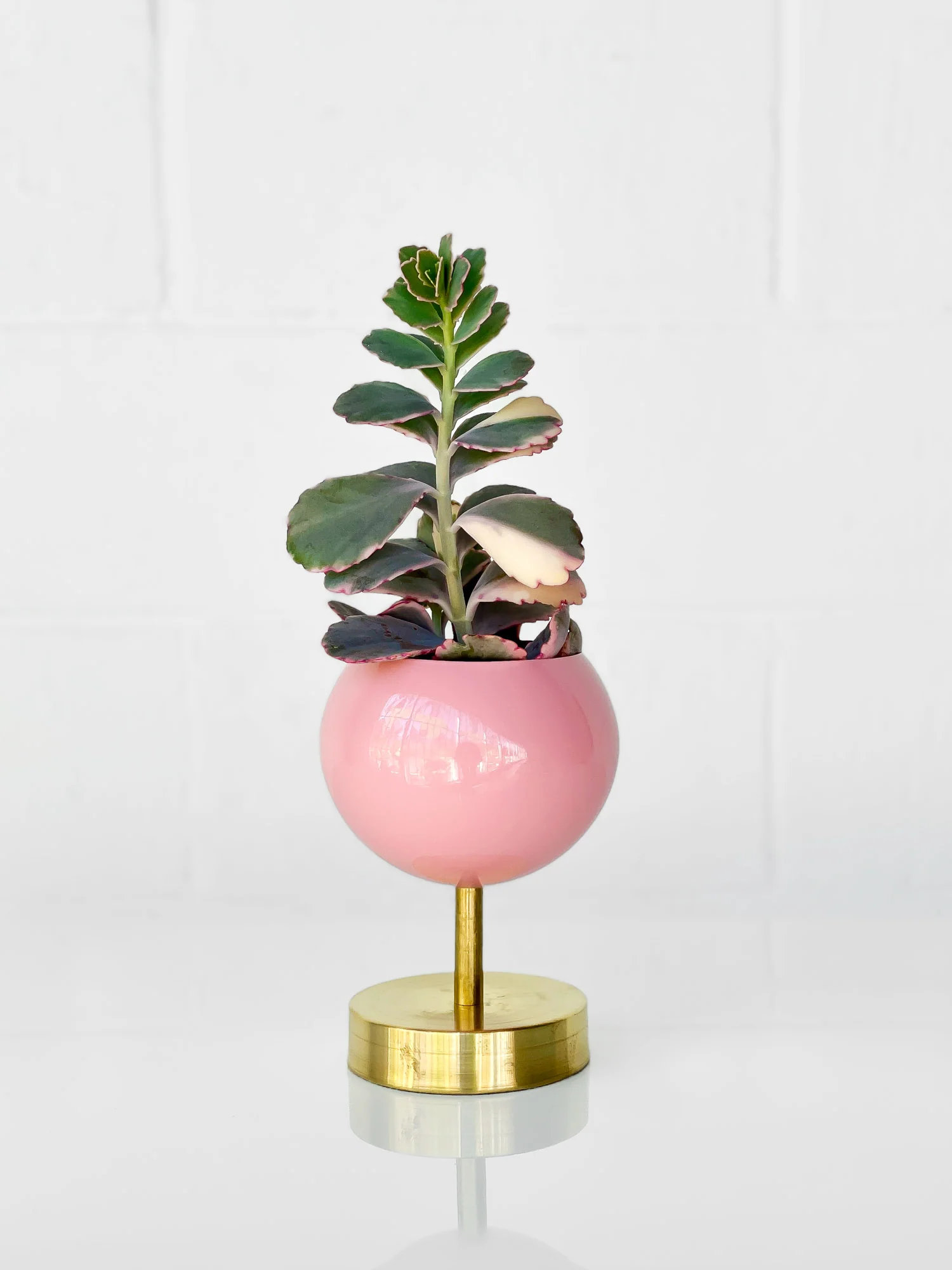 Lifted Loa Planter - Image 11